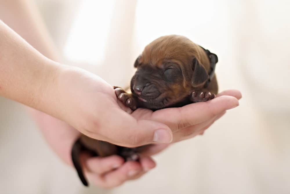Should My Puppy Nap in His Crate?