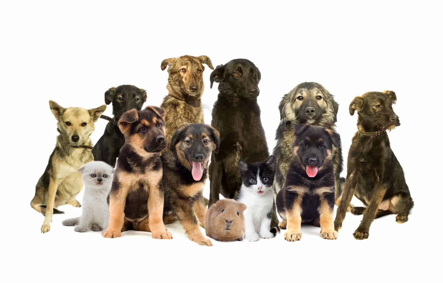 How Much Should I Sell My Puppies For?