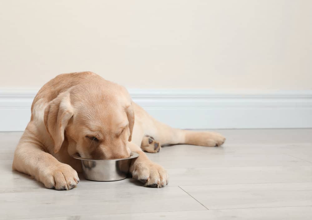 When to Switch From Puppy Food to Dog Food Labrador