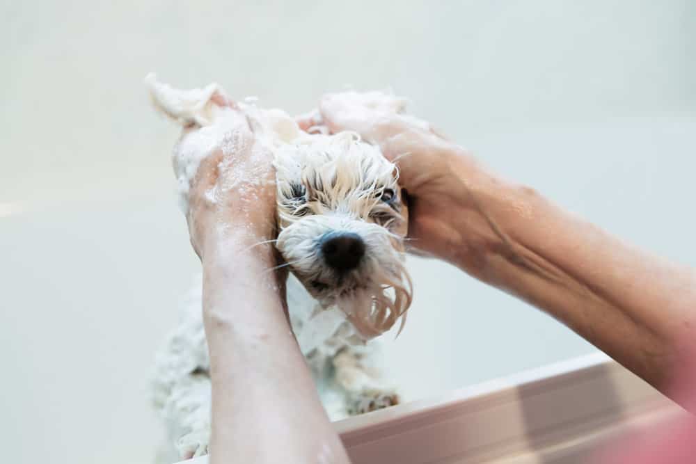 Can I Bathe My 2 MonthOldPuppy?