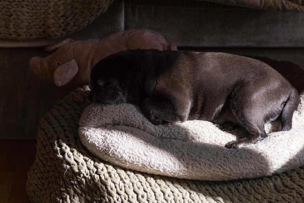 Should You Wake Puppy Up Sleeping