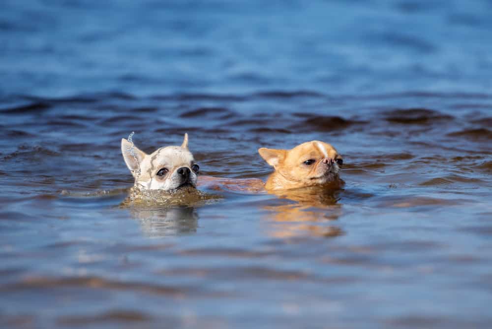 Can Puppies Go In Lake Water