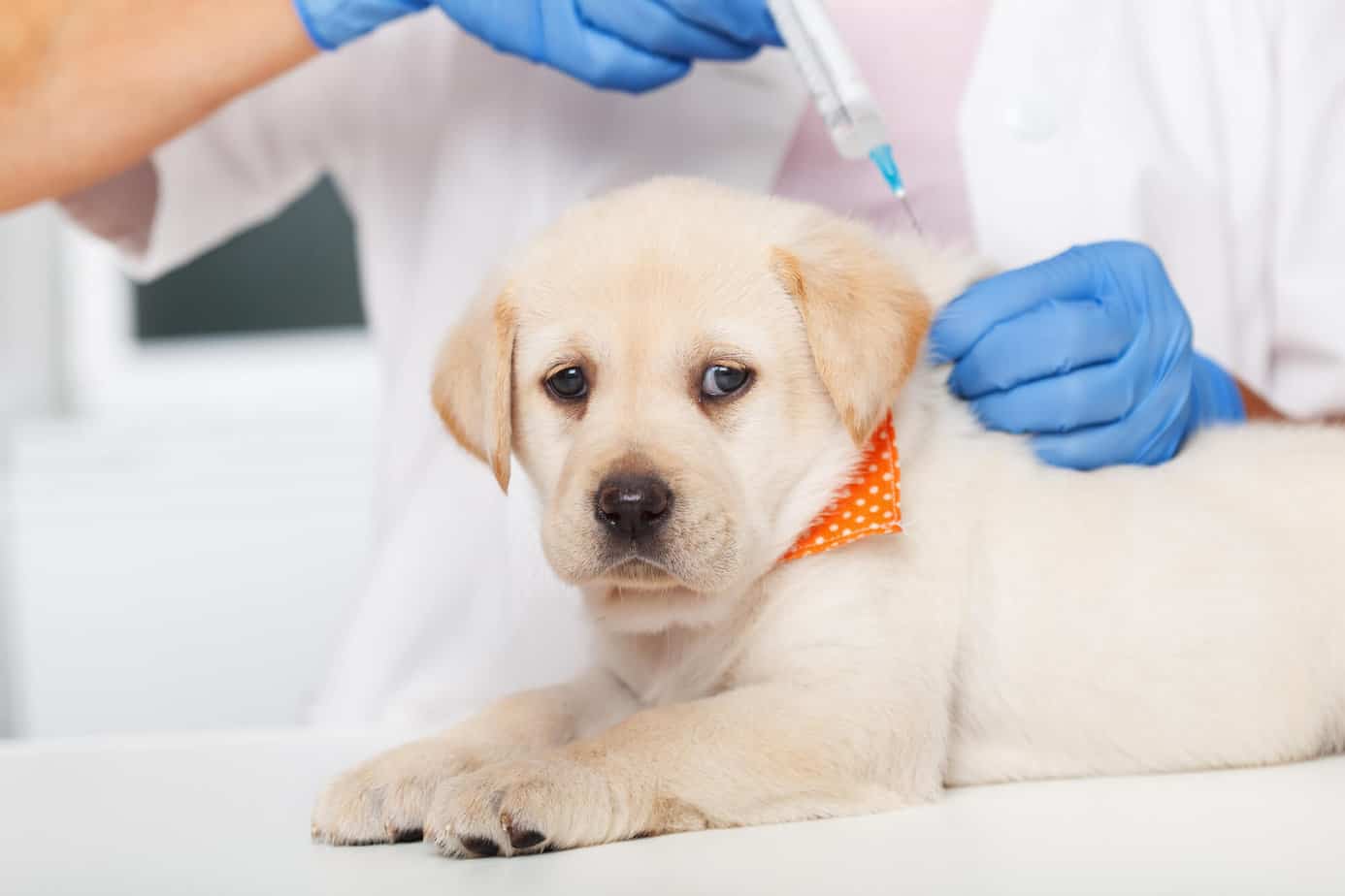 Can Puppies Get Parvo From Grass?