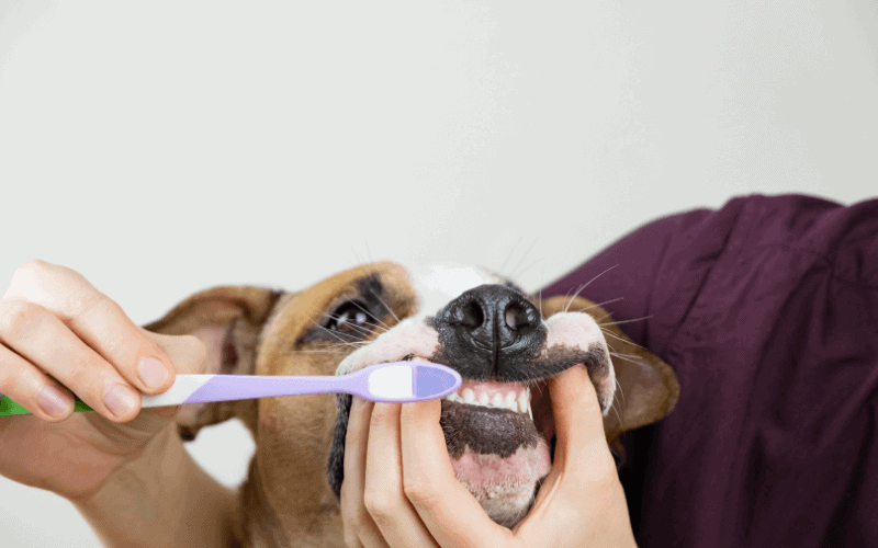 Do Puppies Bleed When Teething?