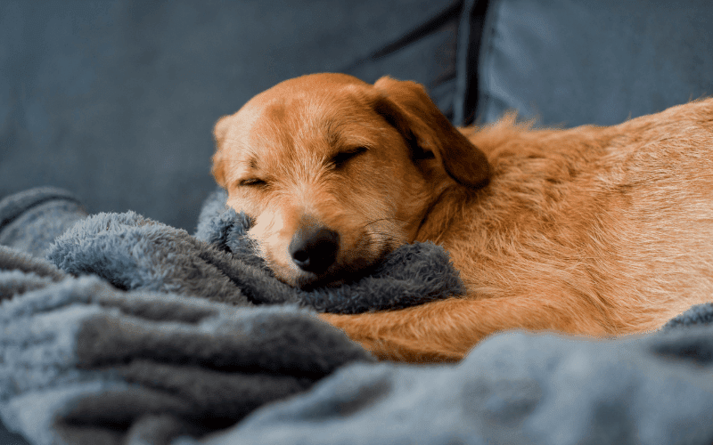 Do Puppies Fight Sleep?