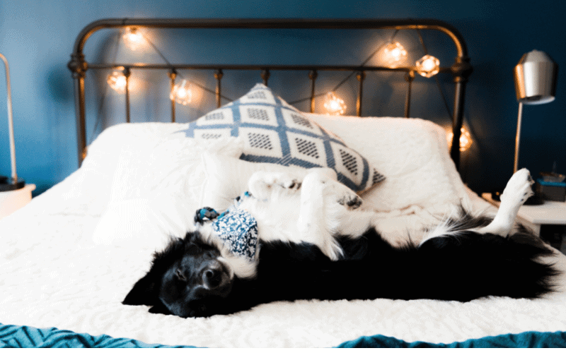 How Long Do Puppies Whine After Leaving Their Mother?