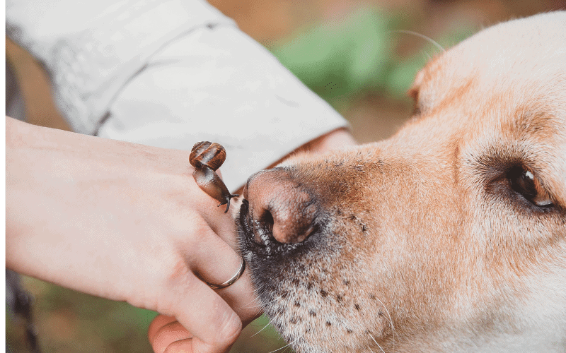 How to Carry a Puppy?