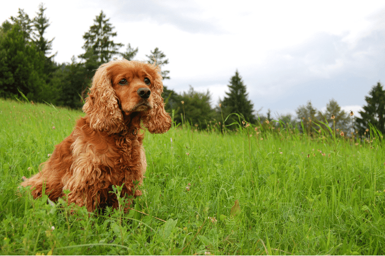Cocker Spaniel Price Costs You Need to Prepare for Before Getting One