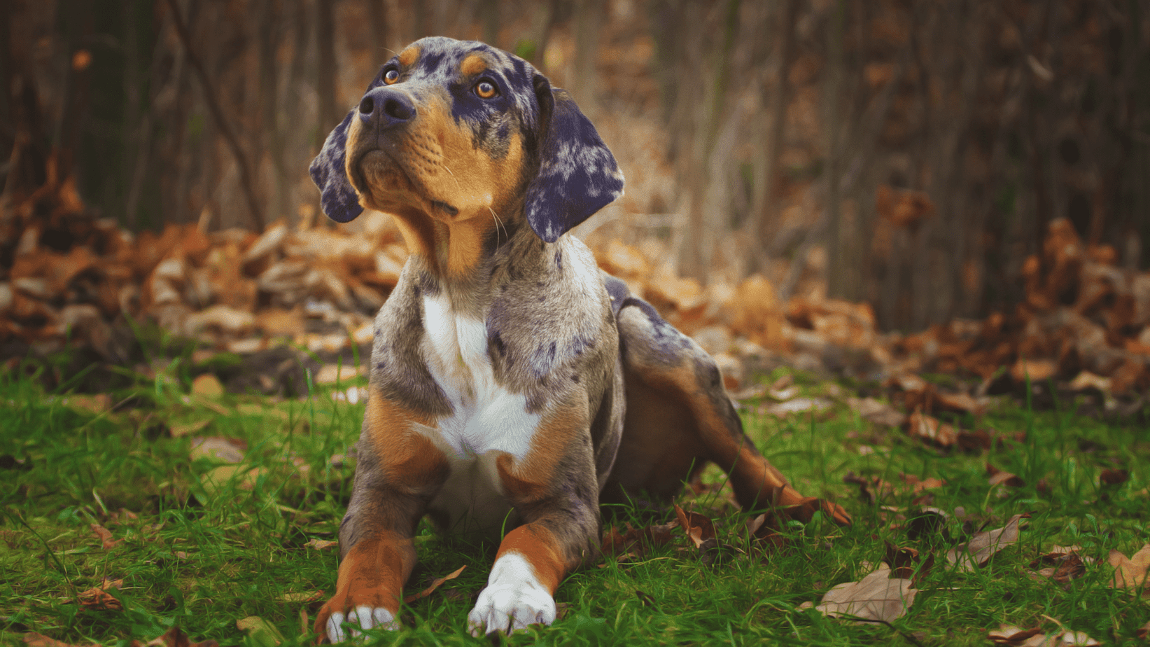 Are Catahoula Leopard Dogs Good With Cats?