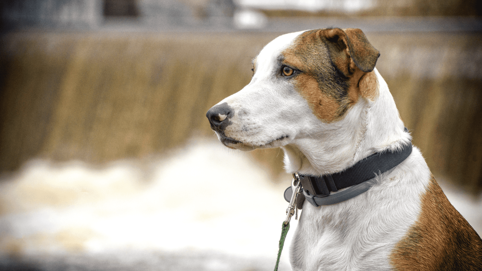 Best Dog Food for Catahoula Reviews and Guide