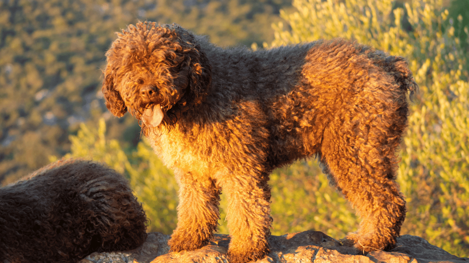 Spanish Water Dog Price Cost Breakdown