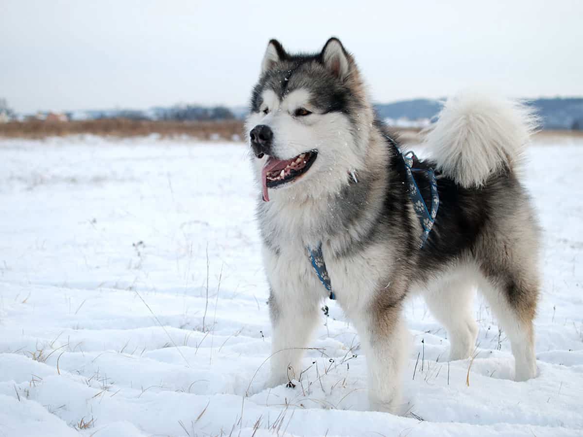 Alaskan Malamute Γιατί θα λατρέψετε τον χαρακτήρα του! Dogtime.gr