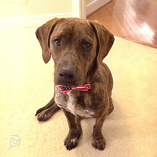 Bodi Plott Hound Labrador Mix Dogtopia Contest