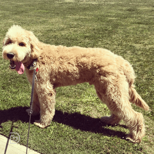 Timber GoldenDoodle Dogtopia Contest
