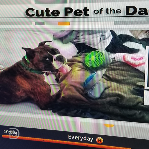 Jack Boxer Dogtopia Contest