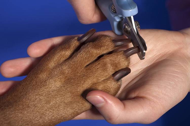 How to Cut Dog Nails. Dog Toys Advisor