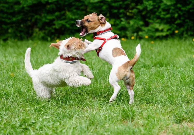 How to Stop Dog Aggression. Dog Toys Advisor