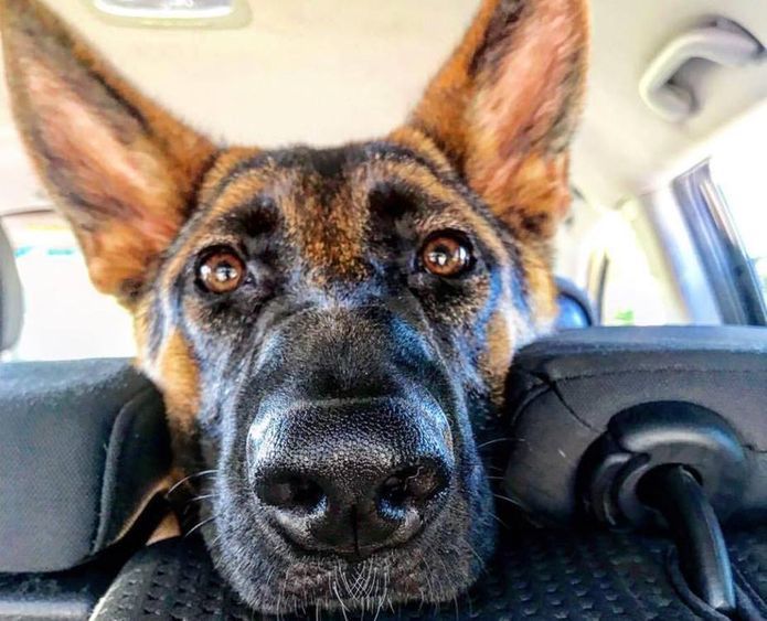 Off Leash K9 Training Des Moines Dog Obedience Training