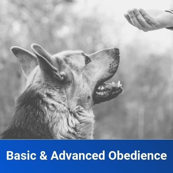 Basic & Advanced Obedience Off Leash K9 Training of Fresno