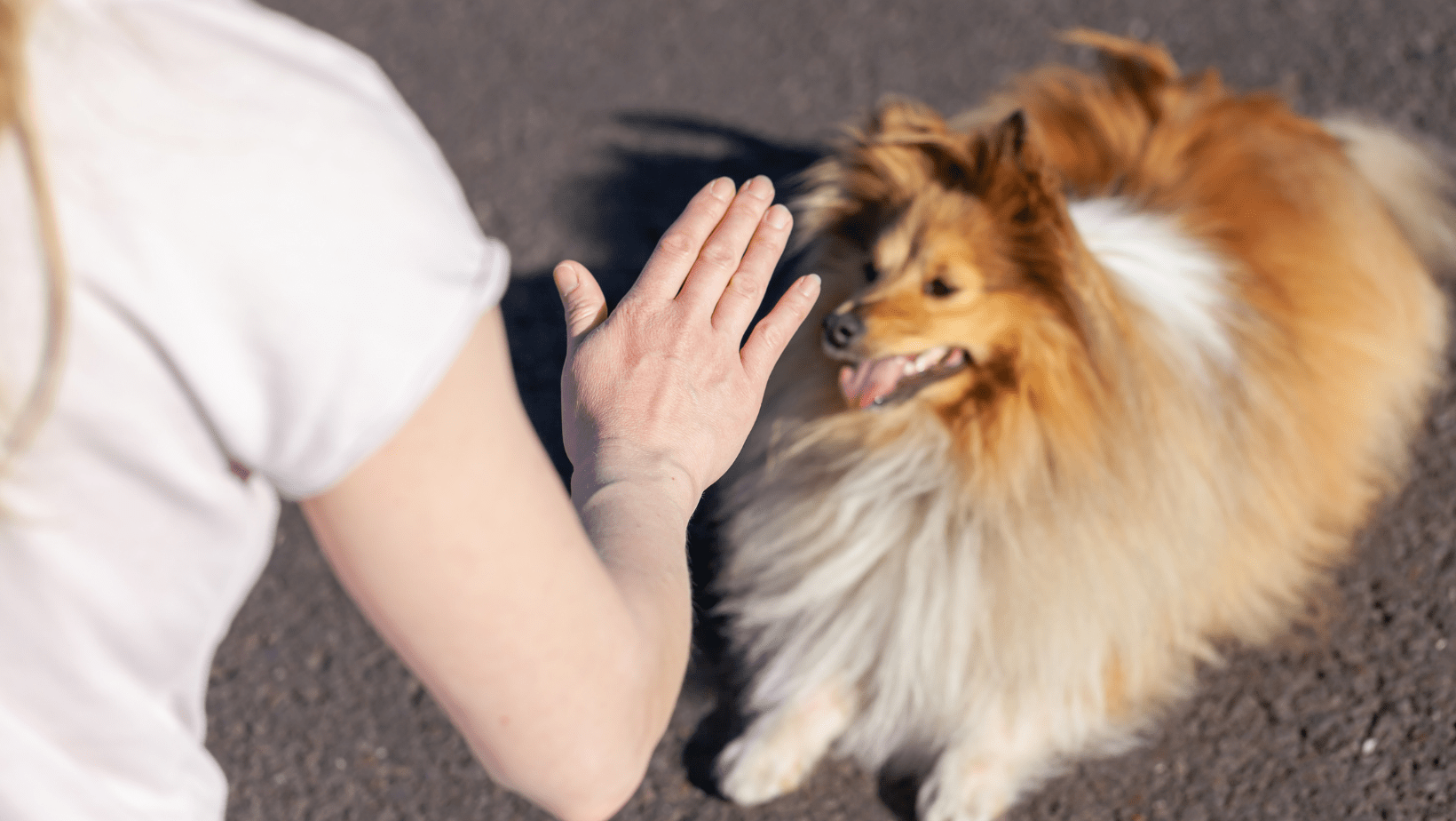 Dog Training Services Greensboro NC Dog Training Classes