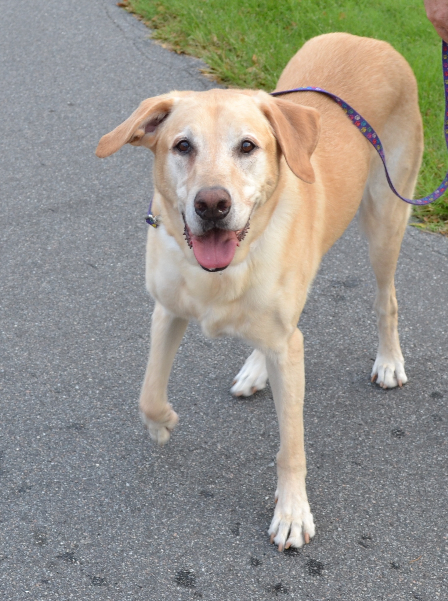 Fearful Dogs Every Day Should Be Cake, Icing, and Gravy