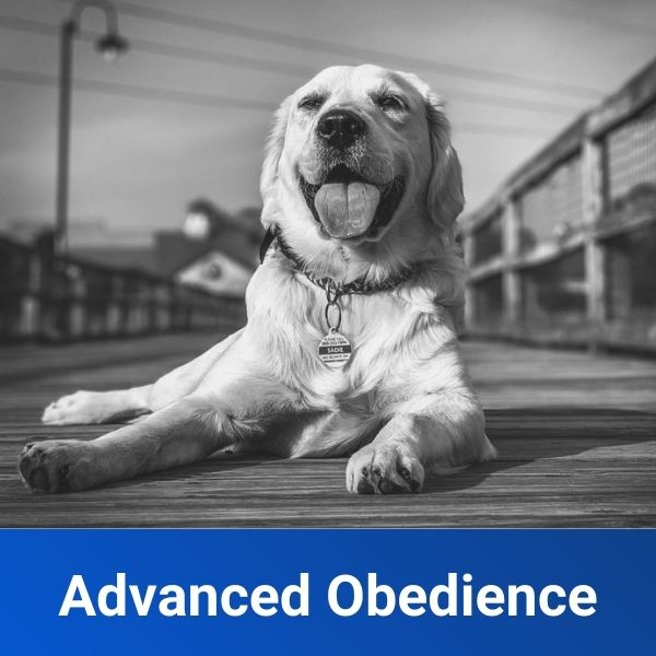 Advanced Obedience Training Louisville Off Leash K9 Training