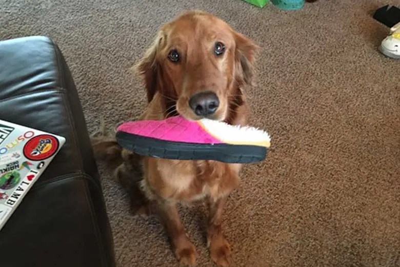 Dogs Best Friend of Central Florida Orlando Basic Dog Training