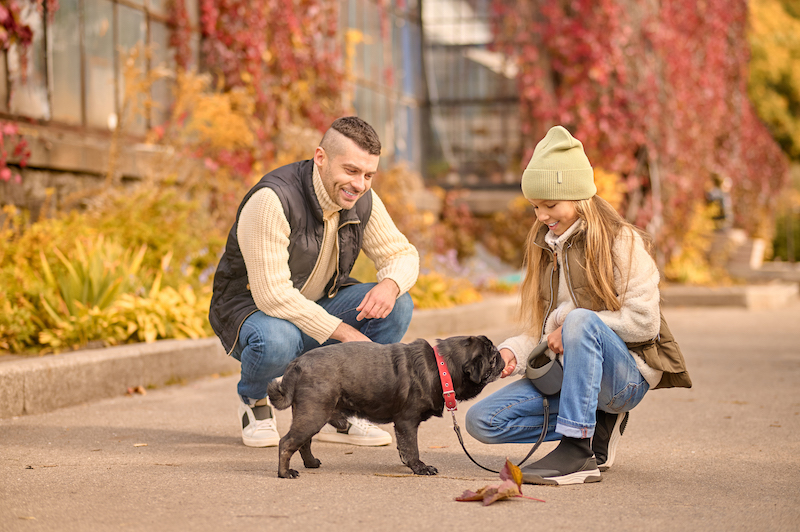 Using Positive Reinforcement Effectively to Train Your Dog