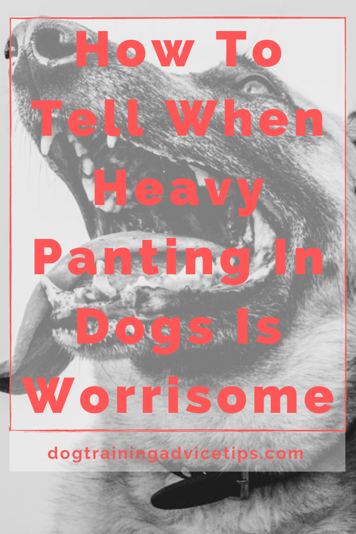 How To Tell When Heavy Panting In Dogs Is Worrisome Dog Training