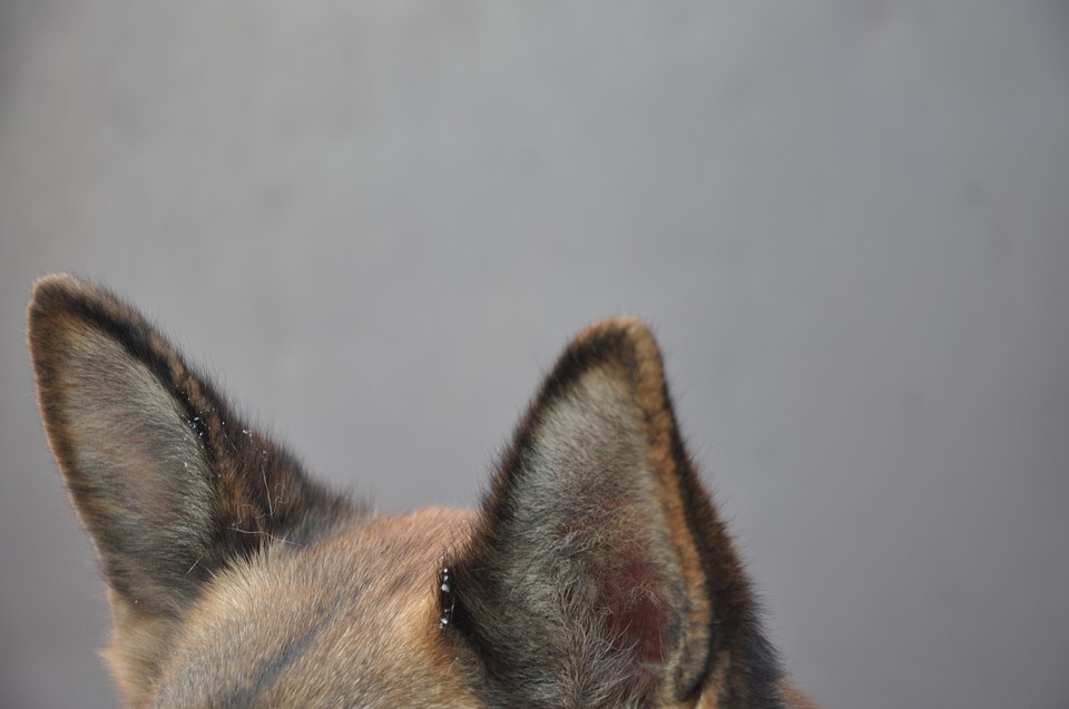 Can Dogs Twitch Their Ears