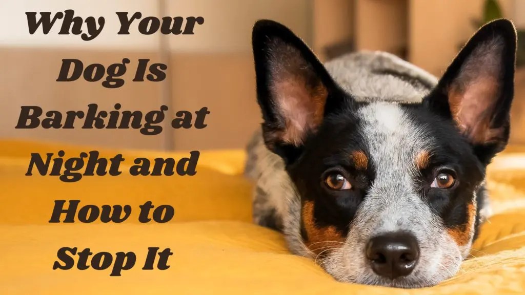 Why My Dog Keeps Barking At Night