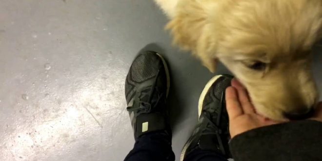 Puppy Training 101 Week 1 Free Shaping Behaviors, Marker Training