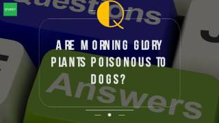 Are Morning Glory Plants Poisonous To Dogs? – Dog Training Code