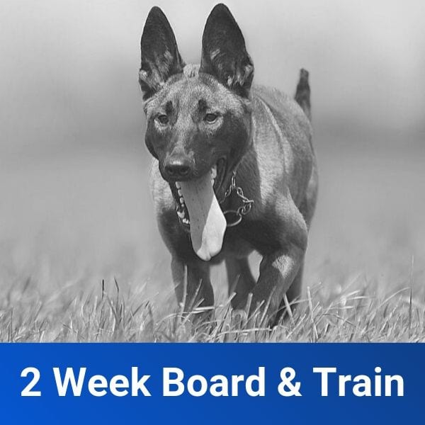 2 Week Board and Train Greenville SC Dog Trainers