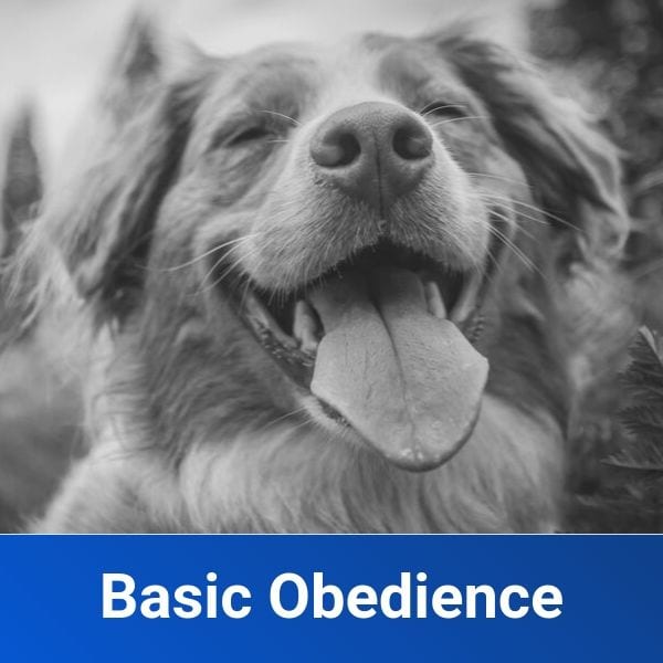 Basic Obedience Greenville SC Dog Trainers