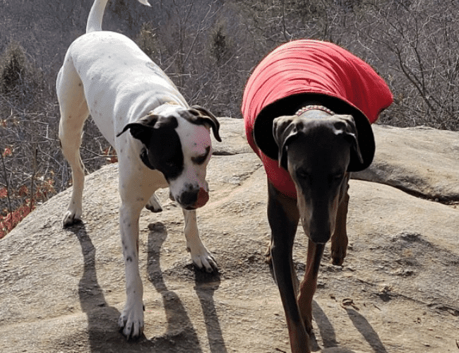 1 CT Dog Training Clark's Companion Dog Training LLC