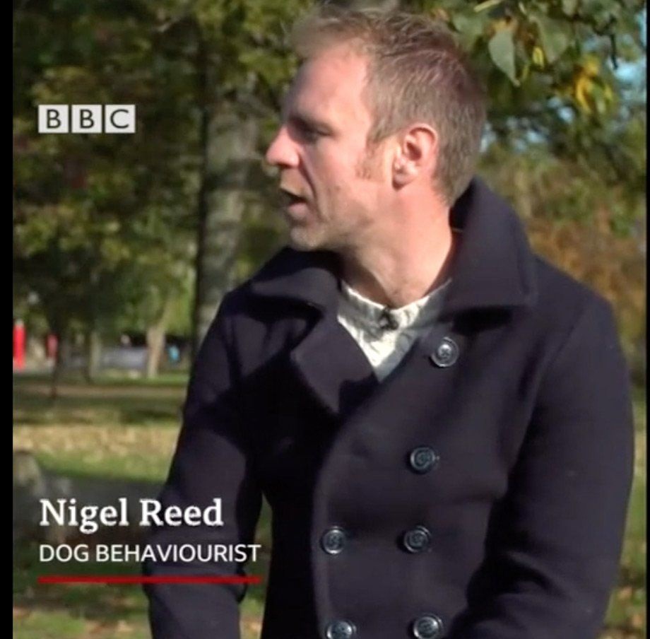 Dog Training In London Nigel Reed About Me