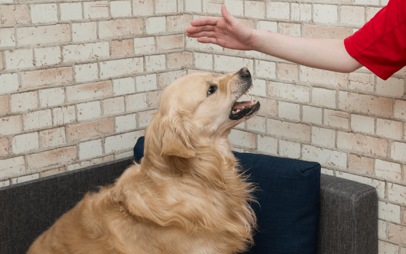 Dog Training For Aggressive Dogs Dog Training Newbie