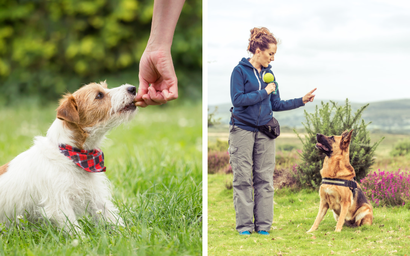 Dog Training For Aggressive Dogs Dog Training Newbie