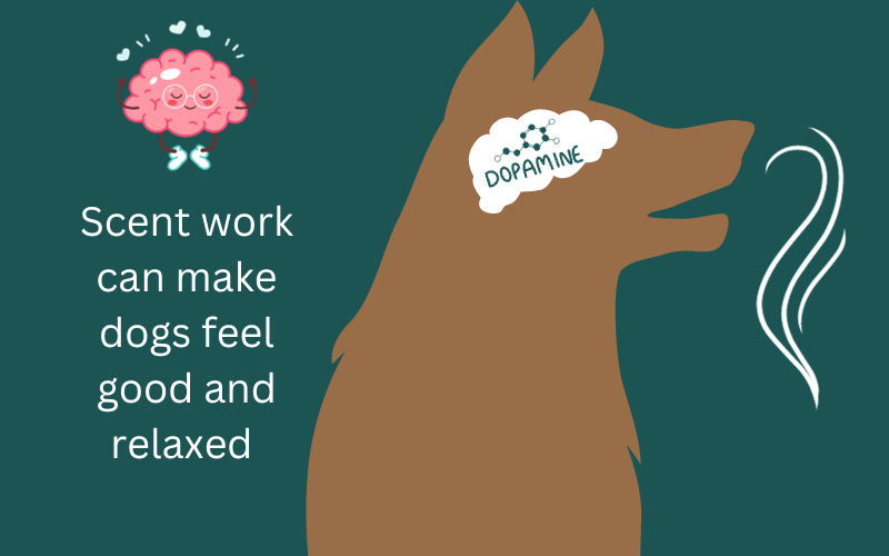 How to Train Your Dog to Use Their Nose A Beginner’s Guide to Scent Work Dog Training Newbie