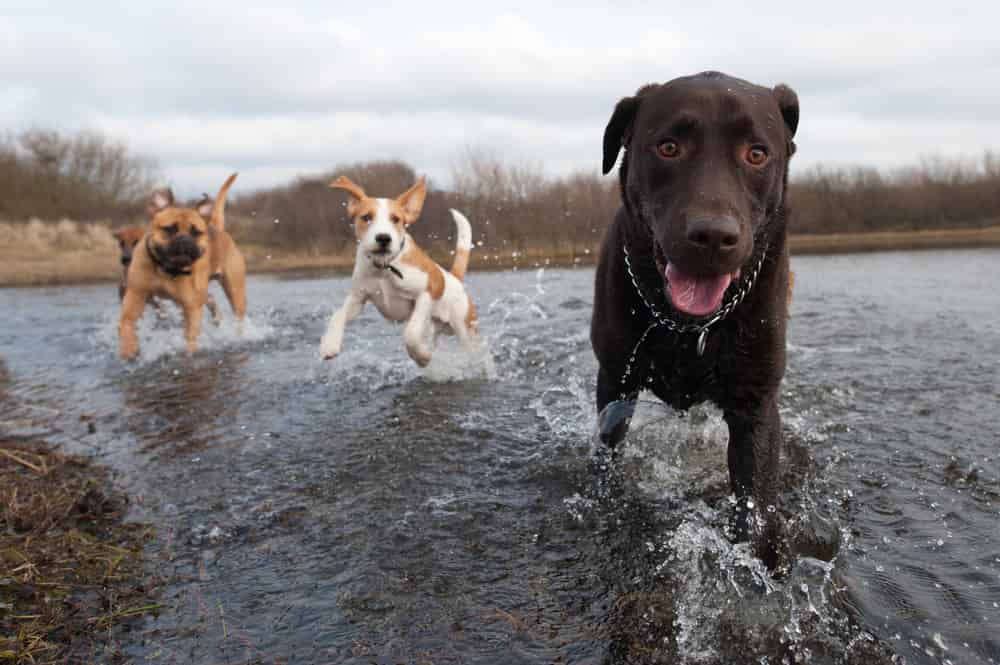 Where to Go to Get Your Dog in the Water _ Dog Training Now Dog