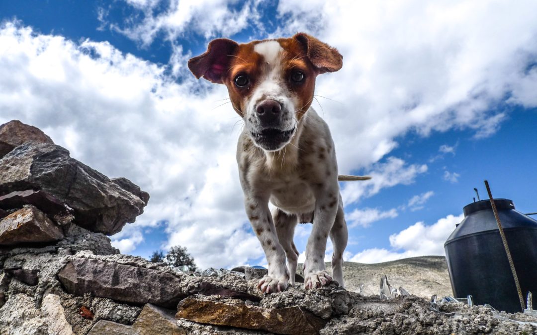 Is My Dog Too Hot? Dog Training Now