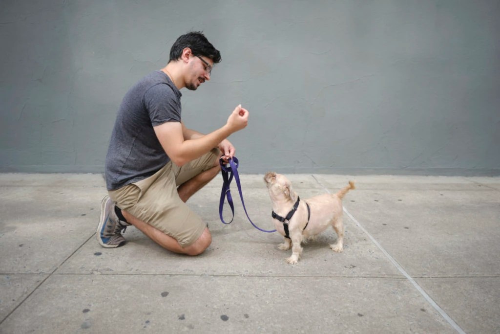 Dog Training NYC Local Dog Trainers Dog Training NYC.