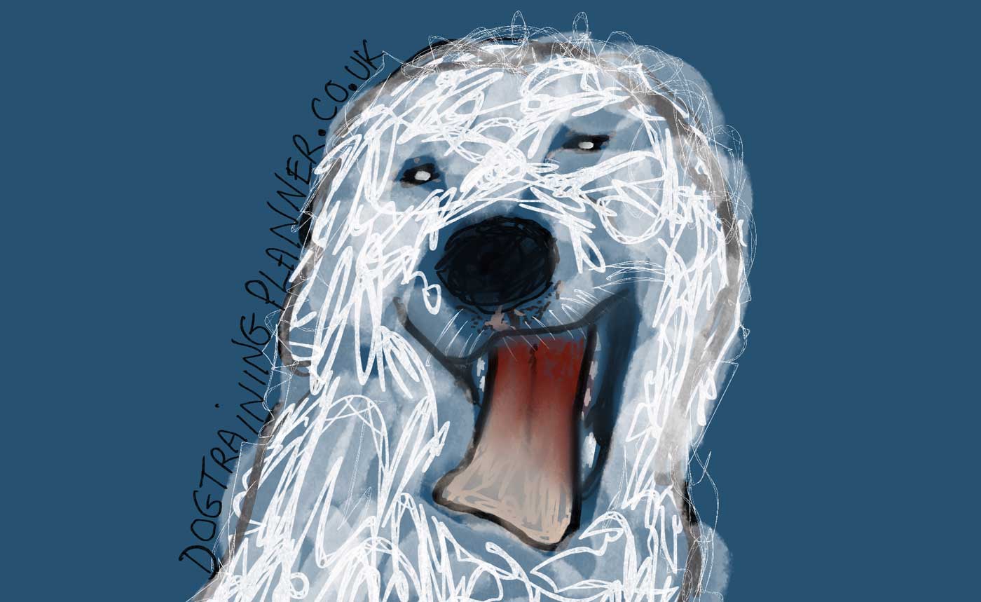 5 Basic Dog Commands DogTrainingPlanner.co.uk