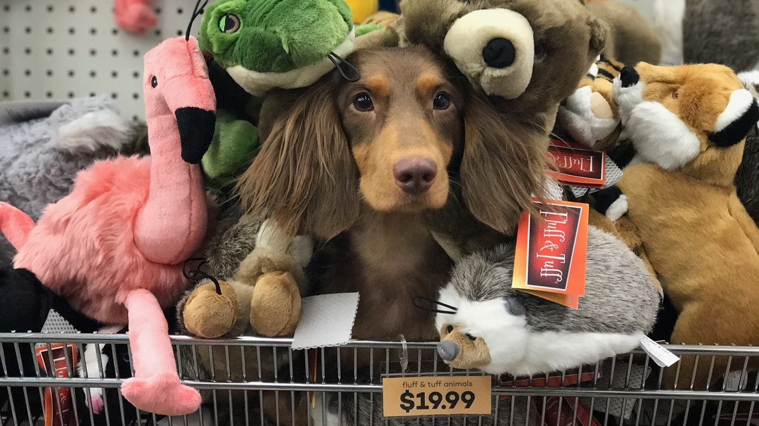 Pet Food Express San Rafael