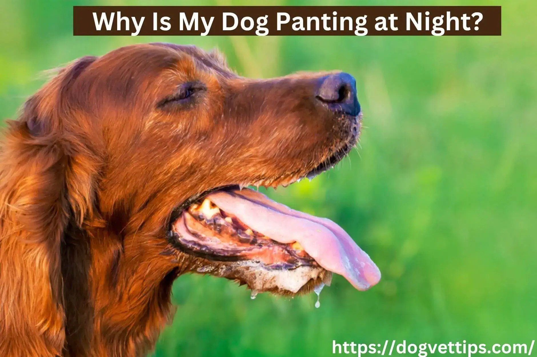 8 Reasons Why Your Dog Panting At Night Dog Vet Tips