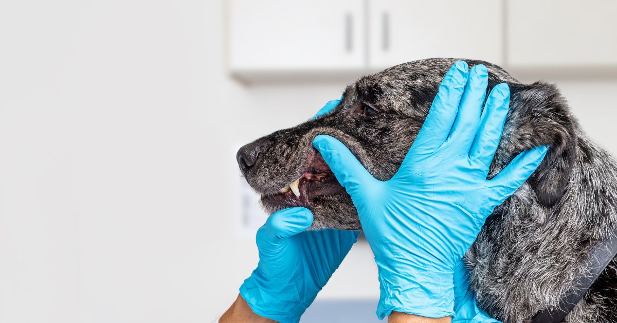 Dog Dental Care Ultimate Guide for Healthy Teeth & Gums