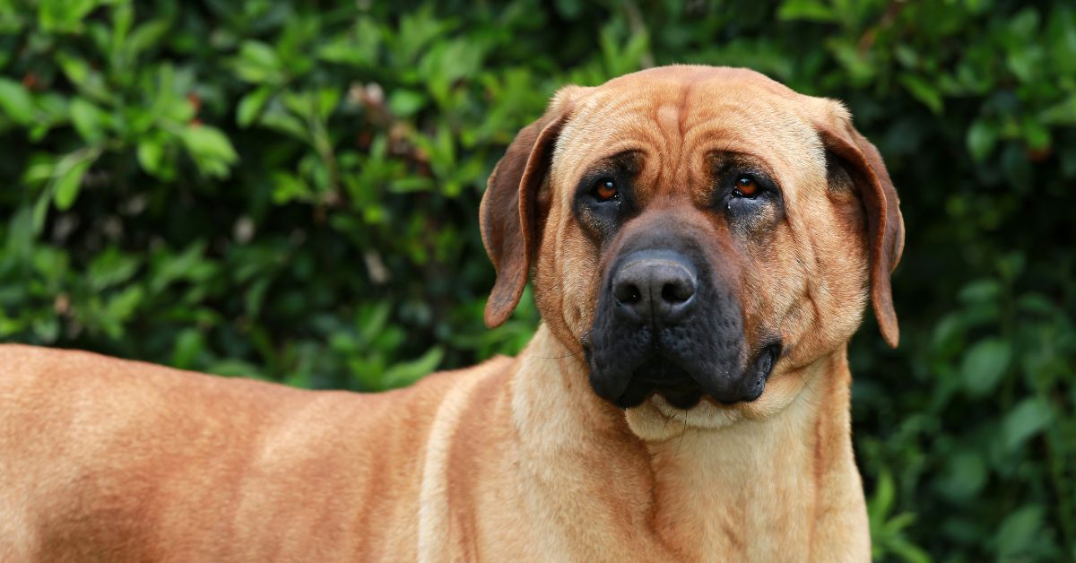 Dangerous Dog Breeds Legal Implications in Australia