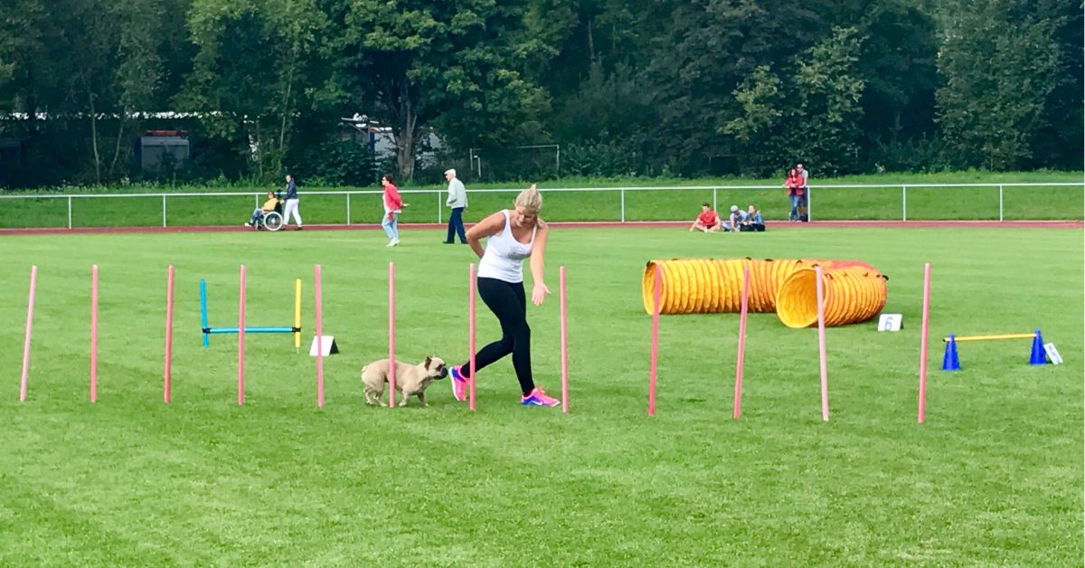 Dog Obedience Schools in Australia Necessary or Not?