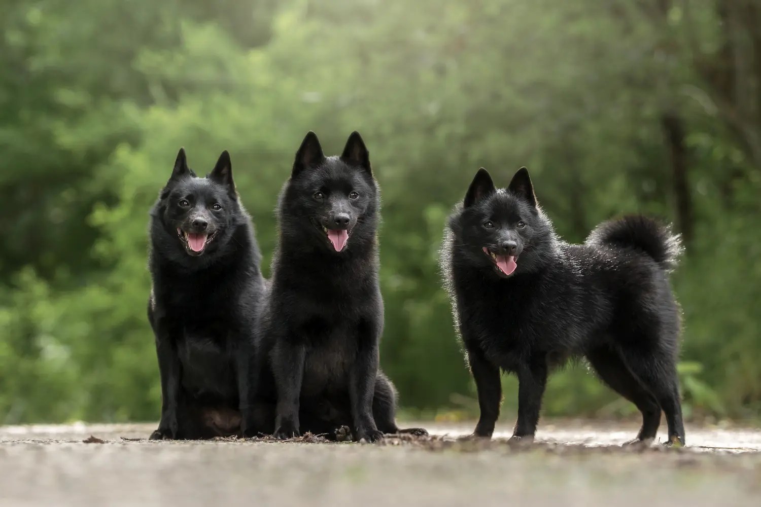 Schipperke Dog.de